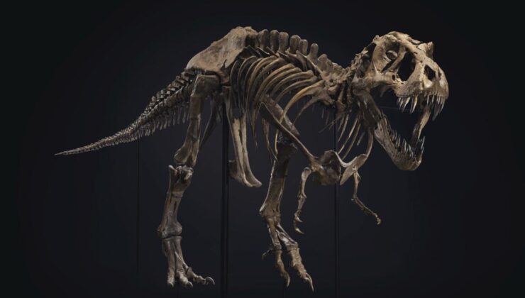 T-Rex iskeleti rekor fiyata satıldı